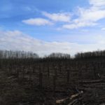 1237 arbres plantés : l’UNSA un syndicat qui tient ses engagements !